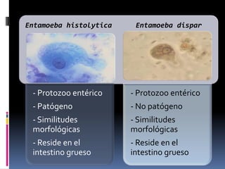Entamoeba histolytica    Entamoeba dispar




 - Protozoo entérico    - Protozoo entérico
 - Patógeno             - No patógeno
 - Similitudes          - Similitudes
 morfológicas           morfológicas
 - Reside en el         - Reside en el
 intestino grueso       intestino grueso
 