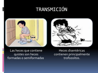 TRANSMICIÓN




  Las heces que contiene      Heces disentéricas
    quistes son heces      contienen principalmente
formadas o semiformadas.          trofozoítos.
 