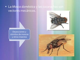  La Mosca doméstica y las cucarachas son
  vectores mecánicos.




     Deyecciones y
   vómitos de moscas
    y otros insectos
 