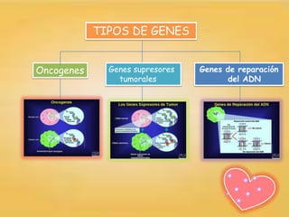 TIPOS DE GENES


Oncogenes     Genes supresores   Genes de reparación
                tumorales               del ADN
 