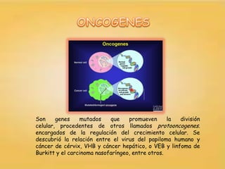 Son     genes    mutados    que    promueven      la división
celular, procedentes de otros llamados protooncogenes.
encargados de la regulación del crecimiento celular. Se
descubrió la relación entre el virus del papiloma humano y
cáncer de cérvix, VHB y cáncer hepático, o VEB y linfoma de
Burkitt y el carcinoma nasofaríngeo, entre otros.
 