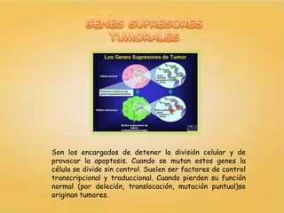 Son los encargados de detener la división celular y de
provocar la apoptosis. Cuando se mutan estos genes la
célula se divide sin control. Suelen ser factores de control
transcripcional y traduccional. Cuando pierden su función
normal (por deleción, translocación, mutación puntual)se
originan tumores.
 