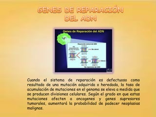 Cuando el sistema de reparación es defectuoso como
resultado de una mutación adquirida o heredada, la tasa de
acumulación de mutaciones en el genoma se eleva a medida que
se producen divisiones celulares. Según el grado en que estas
mutaciones afecten a oncogenes y genes supresores
tumorales, aumentará la probabilidad de padecer neoplasias
malignas.
 