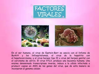 FACTORES
                       VIRALES




En el ser humano, el virus de Epstein-Barr se asocia con el linfoma de
Burkitt y los linfoepiteliomas, el virus de la hepatitis con
el hepatocarcinoma, y el virus herpes tipo II o virus del herpes genital con
el carcinoma de cérvix. El virus HTLV, produce una leucemia humana. Una
enzima denominada transcriptasa inversa, induce a la célula infectada a
producir copias en ADN de los genes del virus, que de esta manera se
incorporan al genoma celular.
 