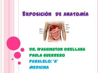 EXPOSICIÓN DE ANATOMÍA




  Dr. Washington Orellana
  Paula Guerrero
  Paralelo: ‘A’
  Medicina
 