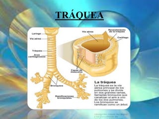 TRÁQUEA
 