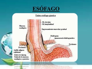 ESÓFAGO
 