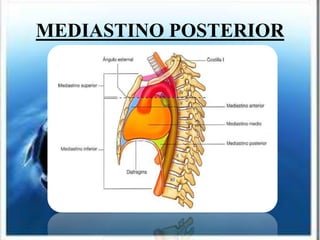 MEDIASTINO POSTERIOR
 