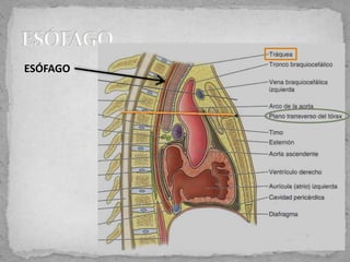 ESÓFAGO
 