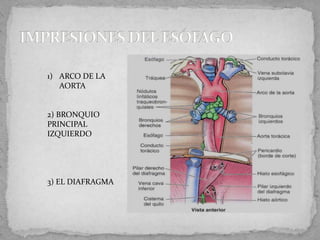 1) ARCO DE LA
   AORTA


2) BRONQUIO
PRINCIPAL
IZQUIERDO




3) EL DIAFRAGMA
 