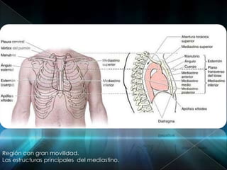 Región con gran movilidad.
Las estructuras principales del mediastino.
 