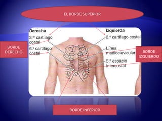 EL BORDE SUPERIOR




 BORDE
DERECHO                         BORDE
                              IZQUIERDO




            BORDE INFERIOR
 