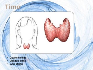 • Órgano linfoide
• Glándula plana
• Sufre atrófia
 