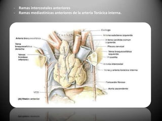 - Ramas intercostales anteriores
- Ramas mediastinicas anteriores de la arteria Torácica interna.
 