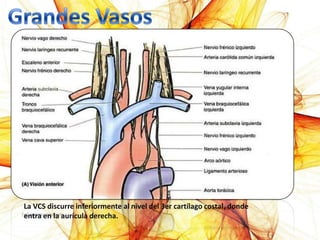 La VCS discurre inferiormente al nivel del 3er cartílago costal, donde
entra en la aurícula derecha.
 
