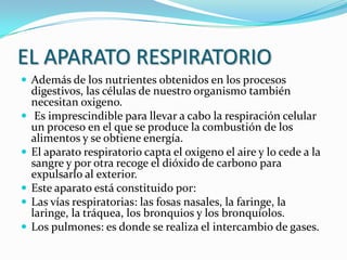 EL APARATO RESPIRATORIO
 Además de los nutrientes obtenidos en los procesos
    digestivos, las células de nuestro organismo también
    necesitan oxigeno.
    Es imprescindible para llevar a cabo la respiración celular
    un proceso en el que se produce la combustión de los
    alimentos y se obtiene energía.
   El aparato respiratorio capta el oxigeno el aire y lo cede a la
    sangre y por otra recoge el dióxido de carbono para
    expulsarlo al exterior.
   Este aparato está constituido por:
   Las vías respiratorias: las fosas nasales, la faringe, la
    laringe, la tráquea, los bronquios y los bronquíolos.
   Los pulmones: es donde se realiza el intercambio de gases.
 