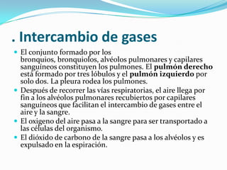 . Intercambio de gases
 El conjunto formado por los
  bronquios, bronquiolos, alvéolos pulmonares y capilares
  sanguíneos constituyen los pulmones. El pulmón derecho
  está formado por tres lóbulos y el pulmón izquierdo por
  solo dos. La pleura rodea los pulmones.
 Después de recorrer las vías respiratorias, el aire llega por
  fin a los alvéolos pulmonares recubiertos por capilares
  sanguíneos que facilitan el intercambio de gases entre el
  aire y la sangre.
 El oxigeno del aire pasa a la sangre para ser transportado a
  las células del organismo.
 El dióxido de carbono de la sangre pasa a los alvéolos y es
  expulsado en la espiración.
 