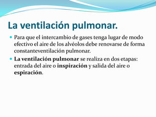 La ventilación pulmonar.
 Para que el intercambio de gases tenga lugar de modo
  efectivo el aire de los alvéolos debe renovarse de forma
  constanteventilación pulmonar.
 La ventilación pulmonar se realiza en dos etapas:
  entrada del aire o inspiración y salida del aire o
  espiración.
 