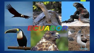 ecuador