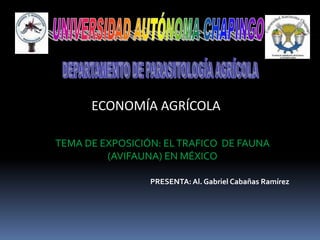ECONOMÍA AGRÍCOLA

TEMA DE EXPOSICIÓN: EL TRAFICO DE FAUNA
         (AVIFAUNA) EN MÉXICO

                 PRESENTA: Al. Gabriel Cabañas Ramírez
 