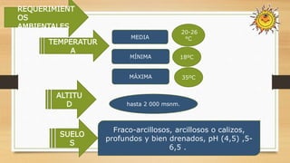 ALTITU
D hasta 2 000 msnm.
SUELO
S
Fraco-arcillosos, arcillosos o calizos,
profundos y bien drenados, pH (4,5) ,5-
6,5 .
REQUERIMIENT
OS
AMBIENTALES
TEMPERATUR
A
MEDIA
MÍNIMA 18ºC
20-26
°C
MÁXIMA 35ºC
 