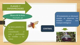 Mosca de la fruta
Anastrepha spp
La larva penetra los
frutos,
consumiendo el
arilo y perforando
las semillas y las
vainas
CONTROL
-El tratamiento se efectuará
cuando se observen los
estados adultos con
trampas etologicas
PLAGAS Y
ENFERMEDADES
 
