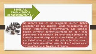 PRODUCCIÓN DE
SEMILLAS,
TRATAMIENTOS
PREGERMINATIVOS Y
VIABILIDAD
Se reporta que en un kilogramo pueden haber
alrededor de 330 semillas. Éstas no requieren de
ningún tratamiento pregerminativo. Las semillas
suelen germinar aproximadamente en los 4 días
posteriores a la siembra. Se recomienda sembrarlas
inmediatamente después de cosecharlas ya que su
viabilidad es muy corta, principalmente si se secan.
Las plántulas necesitan pasar de 4 a 5 meses en el
vivero antes de su traslado al campo.
 