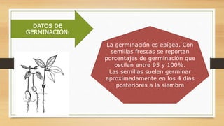 DATOS DE
GERMINACIÓN:
La germinación es epígea. Con
semillas frescas se reportan
porcentajes de germinación que
oscilan entre 95 y 100%.
Las semillas suelen germinar
aproximadamente en los 4 días
posteriores a la siembra
 