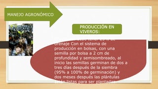 MANEJO AGRONÓMICO
PRODUCCIÓN EN
VIVEROS:
El sustrato debe tener 25% de
drenaje Con el sistema de
producción en bolsas, con una
semilla por bolsa a 2 cm de
profundidad y semisombreado, al
inicio las semillas germinan de dos a
tres días después de la siembra
(95% a 100% de germinación) y
dos meses después las plántulas
están listas para ser plantadas.
 