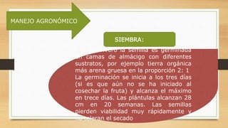 MANEJO AGRONÓMICO
SIEMBRA:
En vivero la semilla es germinada
en camas de almácigo con diferentes
sustratos, por ejemplo tierra orgánica
más arena gruesa en la proporción 2: 1
La germinación se inicia a los tres días
(si es que aún no se ha iniciado al
cosechar la fruta) y alcanza el máximo
en trece días. Las plántulas alcanzan 28
cm en 20 semanas. Las semillas
pierden viabilidad muy rápidamente y
no toleran el secado
 
