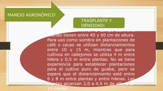 MANEJO AGRONÓMICO
TRASPLANTE Y
DENSIDAD:
Las plantas se llevan a campo definitivo
cuando tienen entre 40 y 60 cm de altura.
Para uso como sombra en plantaciones de
café o cacao se utilizan distanciamientos
entre 10 y 15 m, mientras que para
cultivos en callejones se utiliza 4 m entre
hilera y 0,5 m entre plantas. No se tiene
experiencia para establecer plantaciones
para el cultivo puro de guaba, pero se
espera que el distanciamiento esté entre
6 y 8 m entre plantas y entre hileras. Las
plantas alcanzan 2,0 a 4,5 m de altura en
12 meses
 