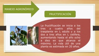 MANEJO AGRONÓMICO
FRUCTIFICACIÓN
La fructificación se inicia a los
tres a cuatro años del
trasplante en L edulis y a los
dos a tres años en L cetifera,
aumentando hasta el año ocho
a diez en que alcanza el
máximo. La vida útil de una
planta es estimada en 20 años.
 