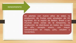 RENDIMIENTO
En plantas con nueve años de edad, la
producción de frutos está alrededor de 45
kg/árbol. En la región de Belém, Brasil y en
muchas otras zonas de la Amazonia, la
producción se distribuye en todos los meses
del año, excepto enero, con mayor
concentración en mayo, julio, octubre y
noviembre.
 