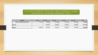 EL COSTO DE PRODUCCIÓN DE GUABA ES MÍNIMA Y AL SER
ASOCIADO SE LOGRA RECUPERAR SU COSTO.
 