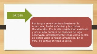 ORIGEN
Planta que se encuentra silvestre en la
Amazonia, América Central y las Indias
Occidentales. Por la alta variabilidad existente
y por el alto número de especies de inga
observado, probablemente tenga como centro
de distribución la región amazónica. En el
Perú, se cultiva en toda la selva.
 