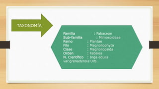 TAXONOMÍA
Familia : Fabaceae
Sub-familia : Mimosoideae
Reino : Plantae
Filo : Magnoliophyta
Clase : Magnoliopsida
Orden : Fabales
N. Científico : Inga edulis
var.grenadensis Urb.
 