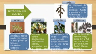 BOTÁNICA DEL
CULTIVO
Con cáliz
verdoso y
corola
blanquecina,
perfumadas,
sésiles,
agrupadas en
el ápice del
raquis.
Vaina cilíndrica
indehiscente, de
color verde,
multisurcado
longitudinalment
e y de largo
variable,
pudiendo llegar
hasta un metro.
Son negras de 3
cm de longitud,
con un rango
entre 1,4 y 4,5
cm, cubiertas
por una pulpa
(arilo) blanca,
suave y
azucarada.
Compuestas
pinnadas, raquis
alado con cuatro
a seis pares de
foliolos
subsésiles,
elípticos u
ovalados
se compone de
una raíz
principal, fuerte
y profunda y de
numerosas
raicillas laterales
RAÍZ
HOJAS HOJAS FRUTO SEMILLA
 
