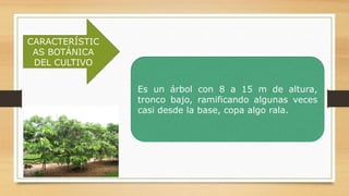 CARACTERÍSTIC
AS BOTÁNICA
DEL CULTIVO
Es un árbol con 8 a 15 m de altura,
tronco bajo, ramificando algunas veces
casi desde la base, copa algo rala.
 