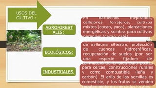 USOS DEL
CULTIVO :
AGROFOREST
ALES:
ECOLÓGICOS:
INDUSTRIALES:
En barbechos mejorados,
callejones forrajeros, cultivos
mixtos (cacao, yuca), plantaciones
energéticas y sombra para cultivos
perennes (cacao, café).
Apoyo en la dieta de poblaciones
de avifauna silvestre, protección
de cuencas hidrográficas,
recuperación de suelos (por ser
una especie fijadora de
nitrógeno).La madera se emplea para postes
para cercas, construcciones rurales
y como combustible (leña y
carbón). El arilo de las semillas es
comestible, y los frutos se venden
regularmente en mercados locales
 