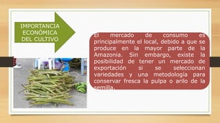 IMPORTANCIA
ECONÓMICA
DEL CULTIVO
El mercado de consumo es
principalmente el local, debido a que se
produce en la mayor parte de la
Amazonia. Sin embargo, existe la
posibilidad de tener un mercado de
exportación si se seleccionan
variedades y una metodología para
conservar fresca la pulpa o arilo de la
semilla.
 