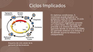 Ciclos Implicados
2
0
X
X
20
En óptimas condiciones, S.
cerevisiae puede duplicar su
población cada 90 minutos. El ciclo
d...