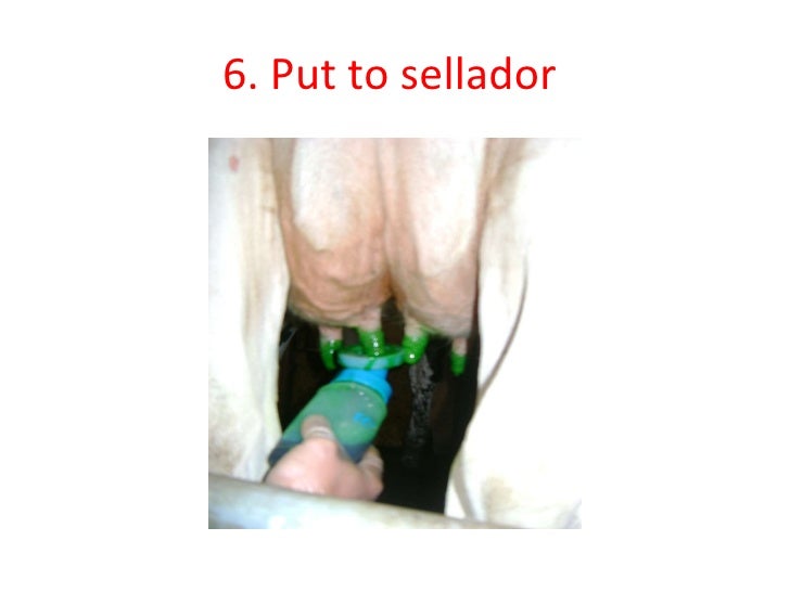 Come Curare Lanthurium Cose Di Casa Come Curare Lanthurium Cose Di Casa