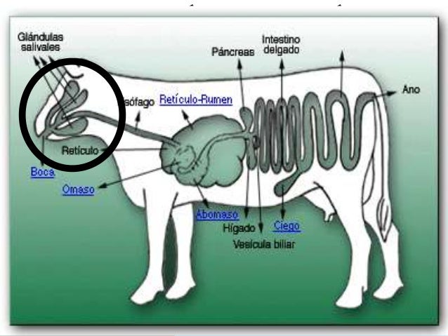 sistema digestivo de los rumiantes