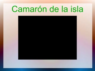 Camarón de la isla
 