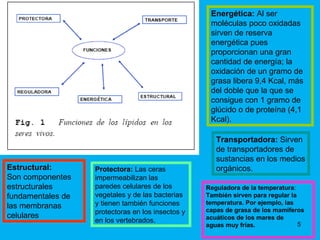 Estructural:  Son componentes estructurales fundamentales de las membranas celulares Energética:  Al ser moléculas poco oxidadas sirven de reserva energética pues proporcionan una gran cantidad de energía; la oxidación de un gramo de grasa libera 9,4 Kcal, más del doble que la que se consigue con 1 gramo de glúcido o de proteína (4,1 Kcal). Protectora:  Las ceras impermeabilizan las paredes celulares de los vegetales y de las bacterias y tienen también funciones protectoras en los insectos y en los vertebrados. Transportadora:  Sirven de transportadores de sustancias en los medios orgánicos. Reguladora de la temperatura :  También sirven para regular la temperatura. Por ejemplo, las capas de grasa de los mamíferos acuáticos de los mares de aguas muy frías. 