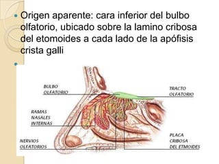    Origen aparente: cara inferior del bulbo
    olfatorio, ubicado sobre la lamino cribosa
    del etomoides a cada lado de la apófisis
    crista galli

 
