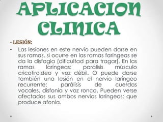 APLICACION
   CLINICA
- Lesión:
• Las lesiones en este nervio pueden darse en
    sus ramas, si ocurre en las ramas faríngeas se
    da la disfagia (dificultad para tragar). En las
    ramas      laríngeas:      parálisis  músculo
    cricotiroideo y voz débil. O puede darse
    también una lesión en el nervio laríngeo
    recurrente:      parálisis     de      cuerdas
    vocales, disfonía y voz ronca. Pueden verse
    afectados sus ambos nervios laríngeos: que
    produce afonía.
 