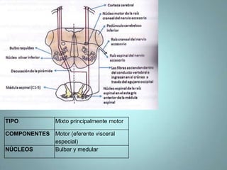 TIPO            Mixto principalmente motor

COMPONENTES Motor (eferente visceral
            especial)
NÚCLEOS     Bulbar y medular
 