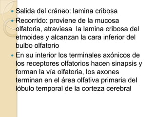  Salida del cráneo: lamina cribosa
 Recorrido: proviene de la mucosa
  olfatoria, atraviesa la lamina cribosa del
  etmoides y alcanzan la cara inferior del
  bulbo olfatorio
 En su interior los terminales axónicos de
  los receptores olfatorios hacen sinapsis y
  forman la vía olfatoria, los axones
  terminan en el área olfativa primaria del
  lóbulo temporal de la corteza cerebral
 