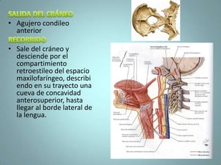 • Agujero condileo
  anterior

• Sale del cráneo y
  desciende por el
  compartimiento
  retroestileo del espacio
  maxilofaríngeo, describi
  endo en su trayecto una
  cueva de concavidad
  anterosuperior, hasta
  llegar al borde lateral de
  la lengua.
 